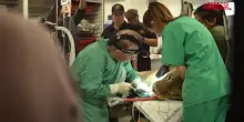Regno Unito, leonessa operata ai denti: l’intervento al Big Cat Sanctuary del Kent