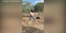 Cisgiordania, coloni israeliani prendono a bastonate una donna anziana palestinese