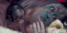 Raro orango nato allo zoo di Chester: il tenero abbraccio della mamma