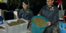 Napoli, scoperta una fabbrica per la lavorazione della cannabis: le immagini