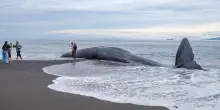 Il giorno in cui un capodoglio si è arenato sulla nostra spiaggia
