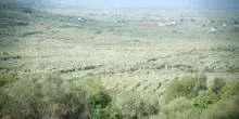 Parola d’ordine riforestare. In Salento ecco i cercatori d’acqua nel deserto degli ulivi