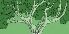 È ancora più efficace del previsto. Ma la riforestazione non basta