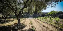 In due è amore. L’antica storia dell’innesto