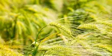 Cresce la qualità del grano italiano, ma preoccupa il calo delle superfici dedicate al grano duro