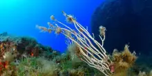 Mediterraneo sempre più caldo, ecosistemi a rischio: l’allarme di Greenpeace