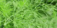 Sorsi di Benessere – Un pesto gustoso e leggero