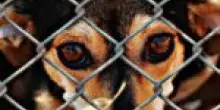 La legge sul maltrattamento degli animali