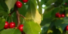 Sorsi di Benessere – Un frullato di ciliegie alleato della pelle