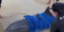 Un delfino spiaggiato salvato nella Cina meridionale
