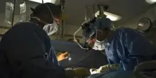 Il super fungo Candida auris, allerta negli ospedali italiani
