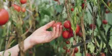 Agroalimentare, cresce il mercato del bio