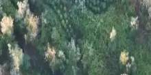 Aspromonte, scoperta piantagione di marijuana nel reggino