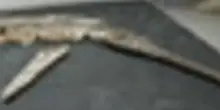 Scoperto un fossile di coccodrillo risalente al Giurassico