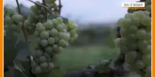 Sorsi di Benessere - Dall'uva un frullato salutare e goloso