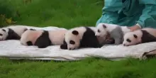 Cina, prima apparizione in pubblico per un gruppo di cuccioli di panda