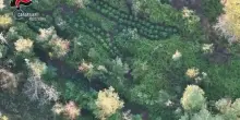 Scoperta maxi piantagione di marijuana nell'Aspromonte reggino