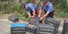 In auto con 2200 uccelli protetti a Villa San Giovanni, denunciato