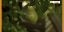 Sorsi di Benessere - Un gustoso frullato di pere