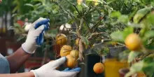 Agroalimentare, l'Italia consolida la crescita