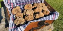 Tartufo bianco, che passione in Umbria: raccolta da record