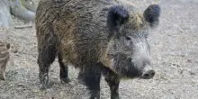Se un cinghiale distrugge l'auto, la Regione paga i danni