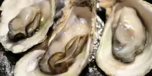Ostriche, quando il mollusco veniva trattato come una patatina