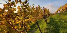 Vendemmia 2025 in anticipo, ma le previsioni sono ottime