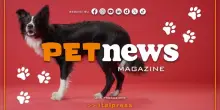 PetNews Magazine - 15/9/2025