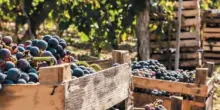 La vendemmia è in anticipo: sarà un’annata di quelle buone