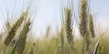 Sostenibilità, Mulino Bianco accelera sull'agricoltura rigenerativa