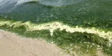 Puglia, alga tossica aumenta la sua presenza nell’Adriatico: da Molfetta a Monopoli le concentrazioni maggiori