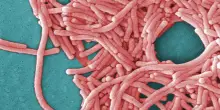Allarme legionella, 108 casi e 5 morti a New York: “Tracce del batterio nelle torri di raffreddamento”
