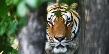 “Donateci i vostri animali vivi per nutrire leoni e tigri. Vanno bene polli, conigli e porcellini d’India”: la richiesta dello Zoo di Aalborg scatena polemiche