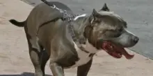 Bambino di 4 anni aggredito da un pitbull nelle Marche: ricoverato in condizioni gravi