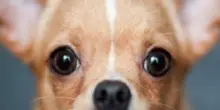 “Alpinista cade in un crepaccio su un ghiacciaio. Viene salvato dal suo chihuahua”: la storia del cane-eroe