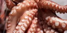 “C’è una invasione di polpi e i pescatori stanno facendo una fortuna”: il fenomeno che ha cambiato la fauna dei fondali del nord della Francia