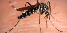 La lotta biologica per combattere le zanzare: il laboratorio che produce maschi sterili ai raggi X
