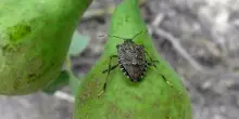 Torna l’allarme per la cimice asiatica in Veneto e in Emilia-Romagna: come fermare l’infestazione dell’insetto che danneggia frutti semi e ortaggi
