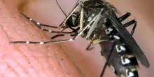 Una donna morta per virus West Nile: altri sei casi di infezione confermati nel Lazio