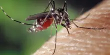 West Nile, due nuovi casi nel Nord Italia: ricoverate due donne a Trento e nel Biellese