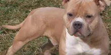 Il proprietario lo lascia per giorni in un garage: pitbull trovato morto nella Bassa Reggiana