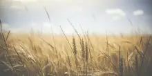 Sistema di frode da 20 milioni per ottenere soldi del Fondi europeo agricolo: 48 imprenditori coinvolti
