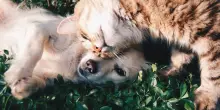 Boom di vitamine e integratori, ma “no” al cibo a base di larve e grilli: ecco cosa mettono gli italiani nelle ciotole di cani e gatti. La ricerca Pet Monitor 2025