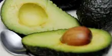 “Possibile presenza di botulino”: il Ministero della Salute richiama lotti di polpa di avocado dopo l’intossicazione alla festa di paese