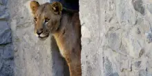 Leoni aggrediscono un dipendente di un Safari in Thailandia: l’episodio ha scioccato visitatori e operatori