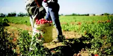 C’è un legame antico tra Agro pontino e zanzare. E col West Nile torna il lessico della ‘bonifica’