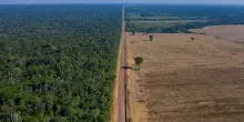Il WWF Italia e la storia dell’olio di palma: dalla deforestazione selvaggia alla nuova consapevolezza per una via sostenibile