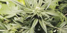 Serre di marijuana e mezzo chilo d’erba nel castello di famiglia: ai domiciliari Andrea Odescalchi, l’erede della storica casata romana