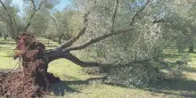 Le indagini su Xylella non si archiviano: dietro l’abbattimento c’è un disegno?